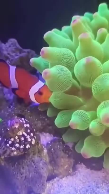 Great! Now you won't see Finding Nemo in the same light again