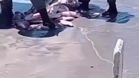 VERGONHA NACIONAL: IBAMA CONFISCA TODO O PEIXE DE TRABALHADOR QUE LUTAVA PELO SUSTENTO DA FAMÍLIA! 🎣