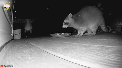 When Animals Face Off Against the Wrong Foe | #2