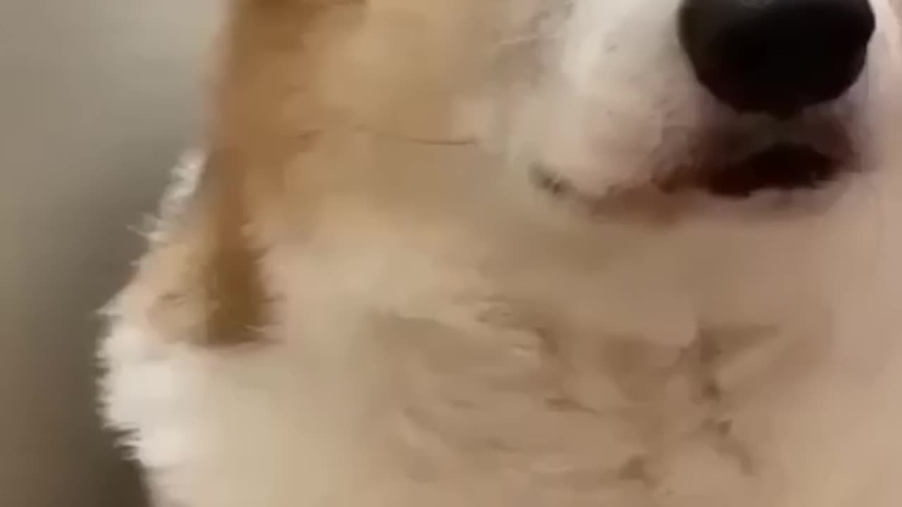 animal funny