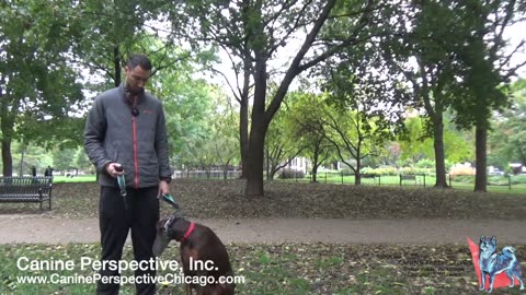 Teaching Heel Command With An E-Collar On A Dobermann Pinscher