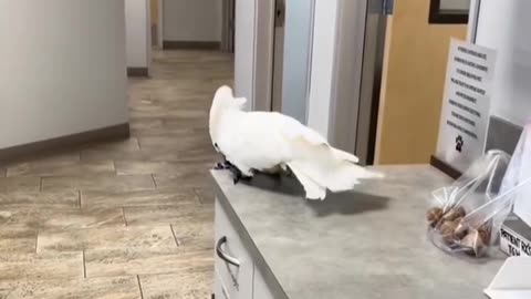do you like this parrot? 😂
