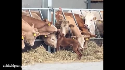 Animals Are the Funniest Comedians of 2025 🤣🐾 Ultimate Laugh Compilation!