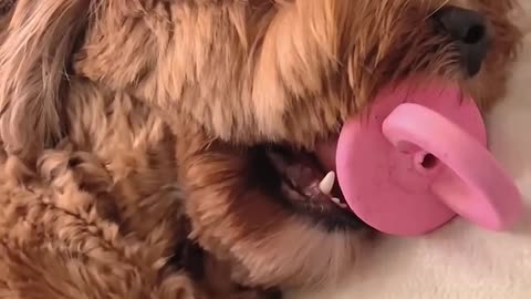 Dogs thinking human is its baby