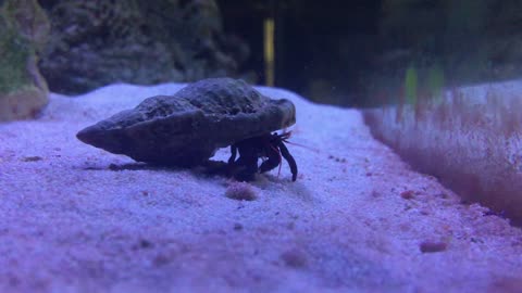 Hermit Crab closeup