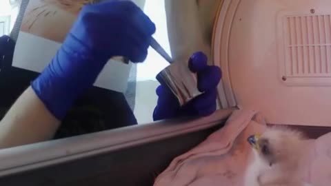 🦅👺 Wildlife Rehabbers D.Grotesque "Hawk Masks" to Raise Baby Raptors Incognito Nu News Daily+ Alt