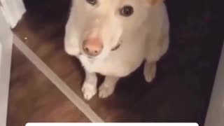 😂🐶 Watch This Dog's Clever Leash Trick! | FunFM