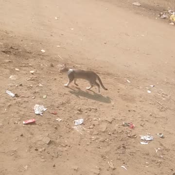 A cat is running fast.