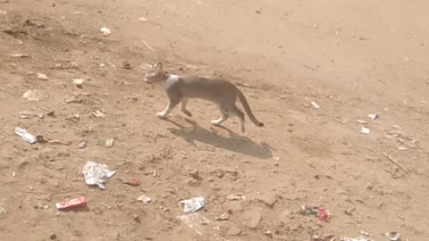 A cat is running fast.