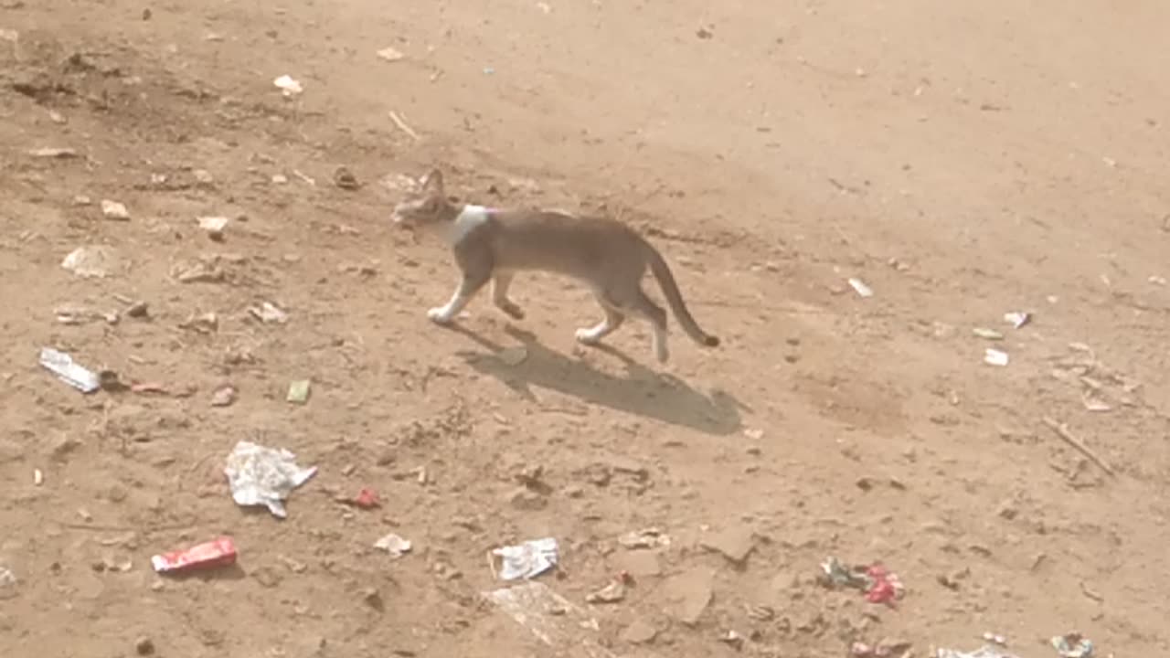 A cat is running fast.