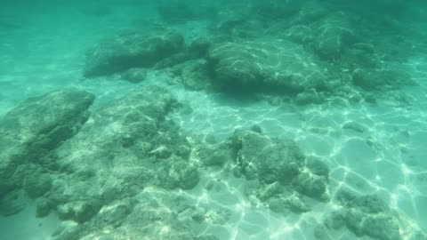 Schools of Fish and Blue Tang Encounters in Grand Cayman