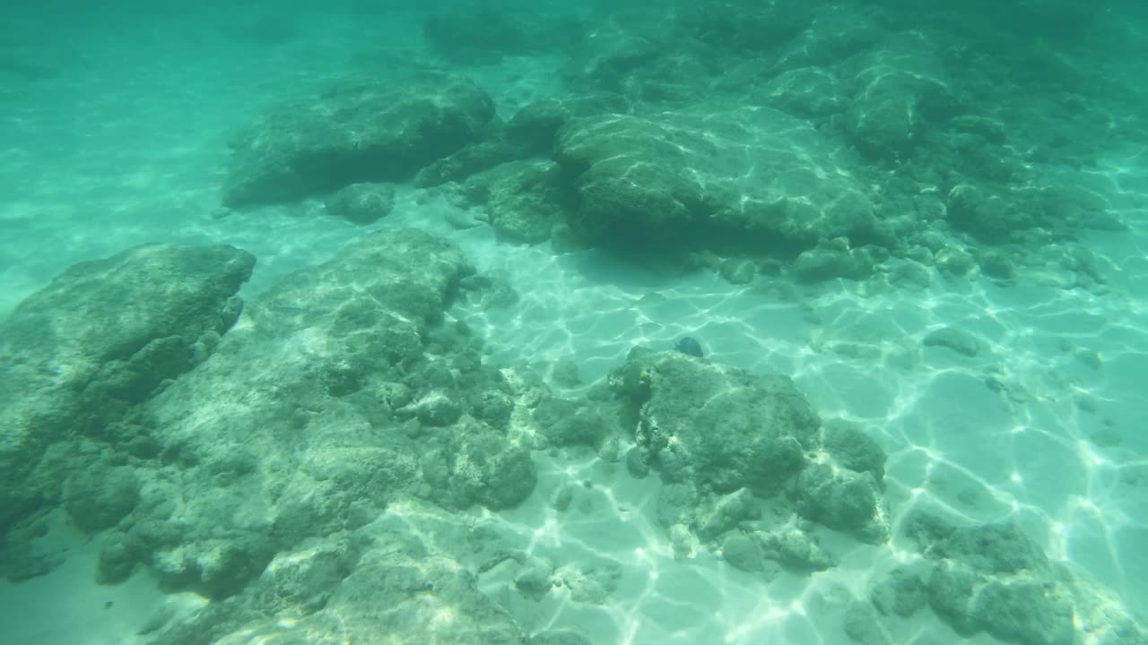 Schools of Fish and Blue Tang Encounters in Grand Cayman