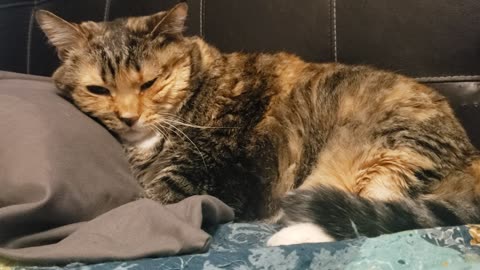 The Ultimate Cat Relaxation Show: Pillow Edition 🐱