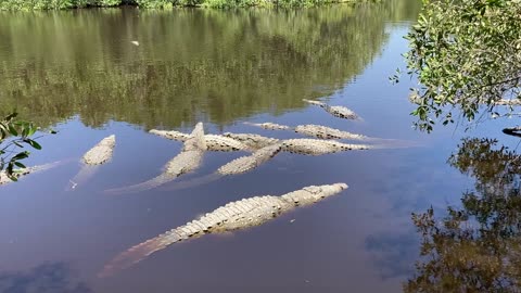 Saltwater Crocodile Sanctuary in La Manzanilla, Pacific Coast Mexico!