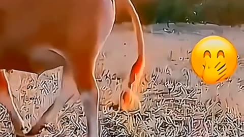 The Funniest Animal Moments Ever caught on Camera