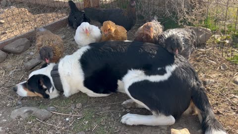 Chicken Lovingly Peck At Border Collie