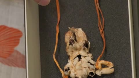 Zombie' fungi and poo-smelling stinkhorns inside Kew's fungarium