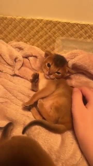 The Sassiest Kitten Ever 😼✨