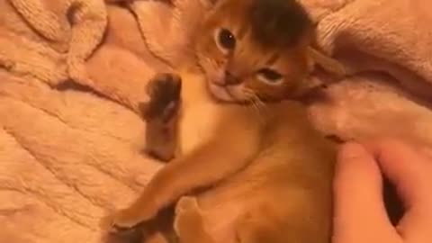 The Sassiest Kitten Ever 😼✨