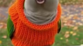 Animal Epic Fails 🤣 #fail #prank