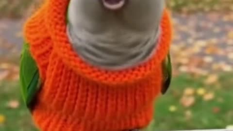 Animal Epic Fails 🤣 #fail #prank