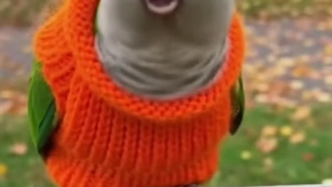 Animal Epic Fails 🤣 #fail #prank