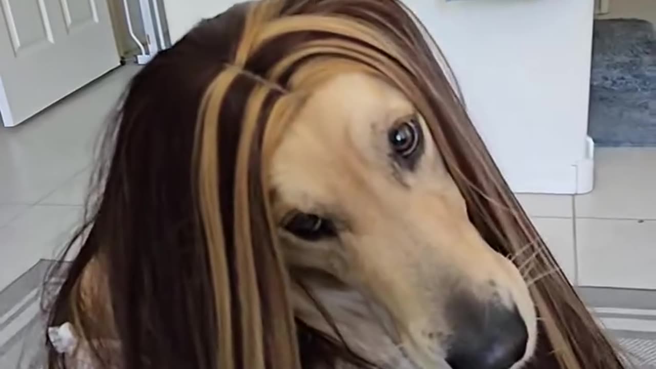 dog channels beyoncé energy hilarious performance! 🐶💃😂