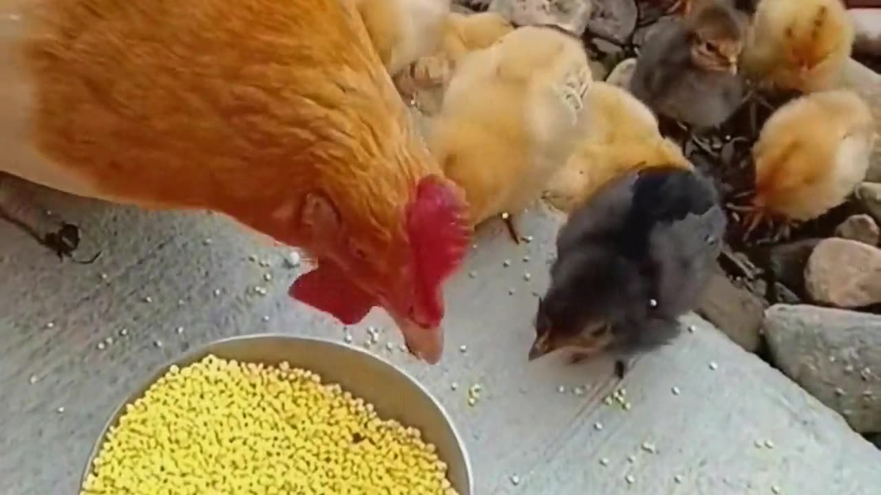 The hen feeds the chicks.