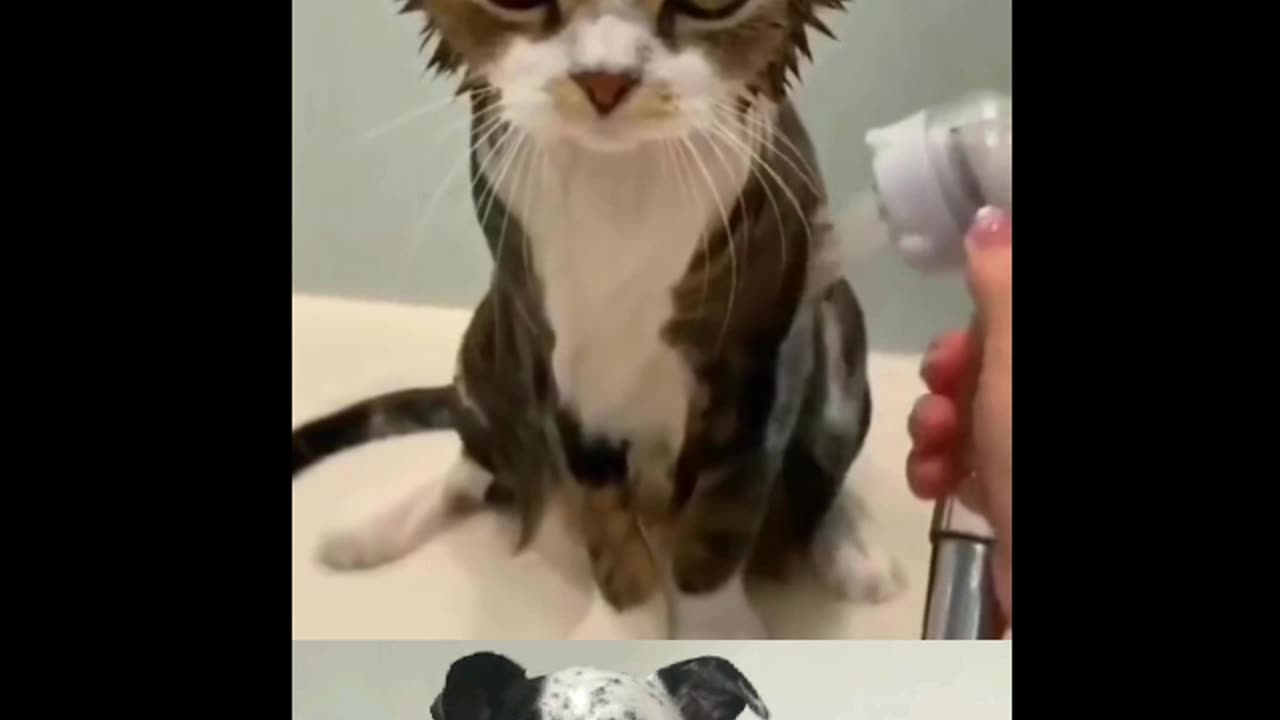 ANGRIEST CAT in the World!!
