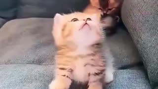 Never take your cat to school