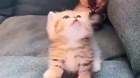 Never take your cat to school