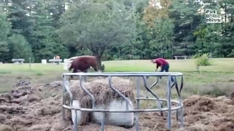 Animal