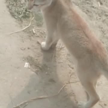 Dog and Cat are playing