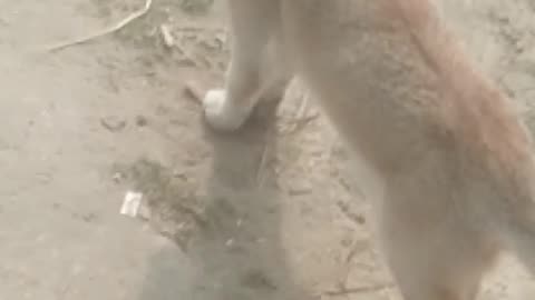 Dog and Cat are playing