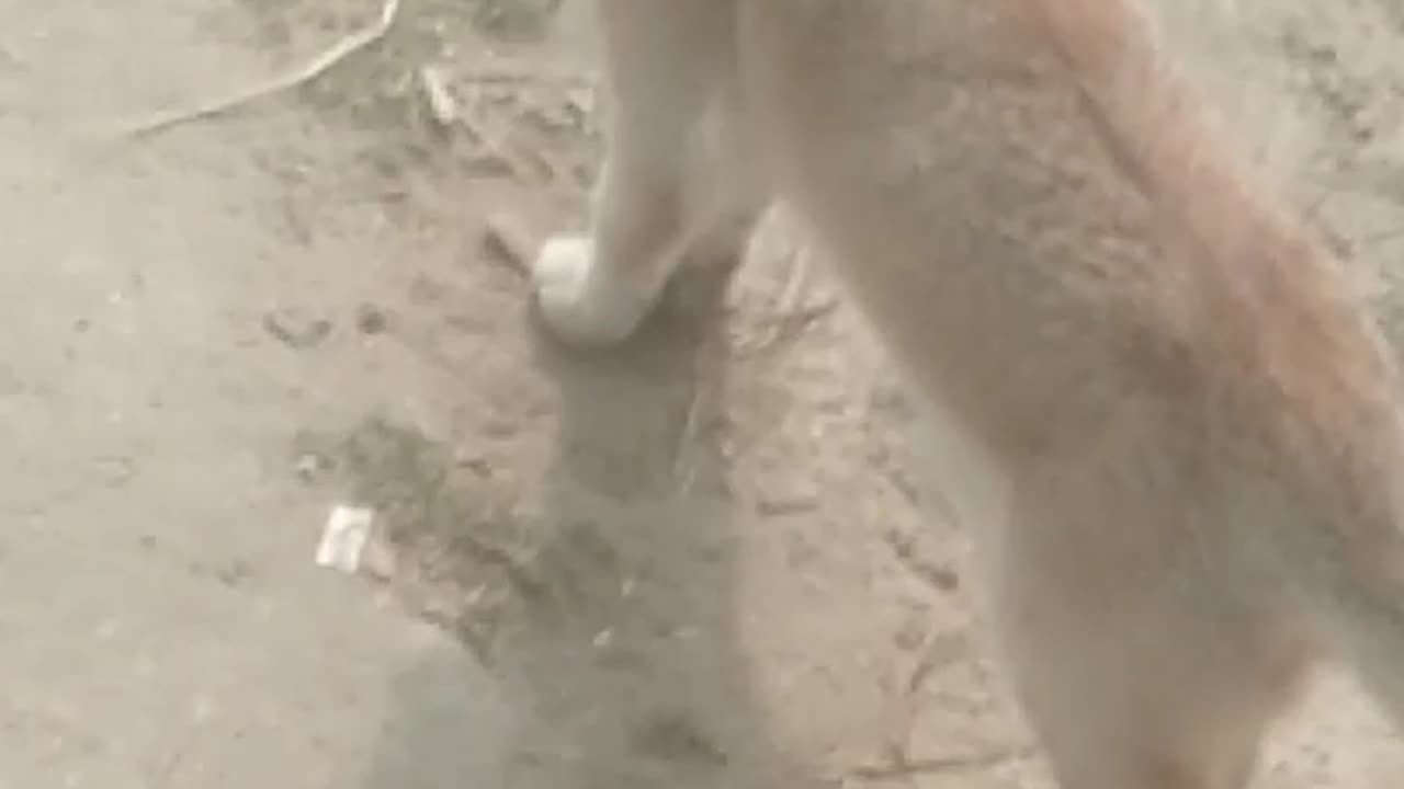 Dog and Cat are playing