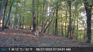 The Woods – 08/27/2025