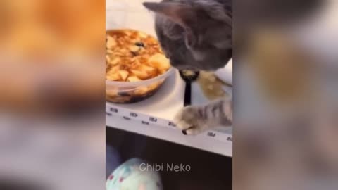 Funny Cats and Dogs Video