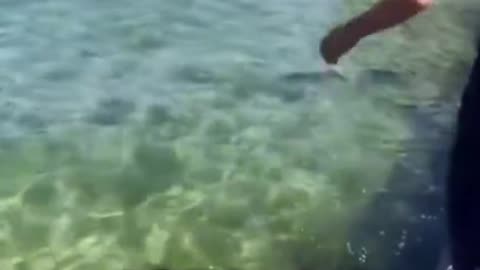 sdsd