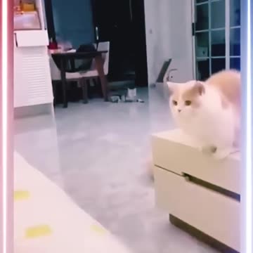 Try Not to Laugh – Cat Edition!"