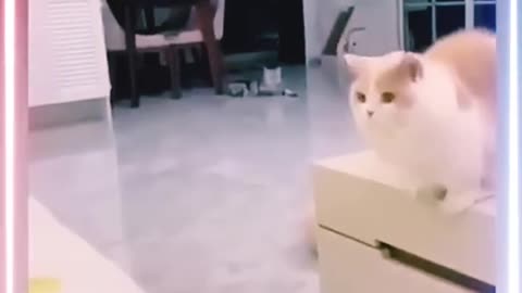 Try Not to Laugh – Cat Edition!"