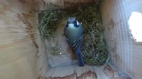Great tit begins building nests in the nest box