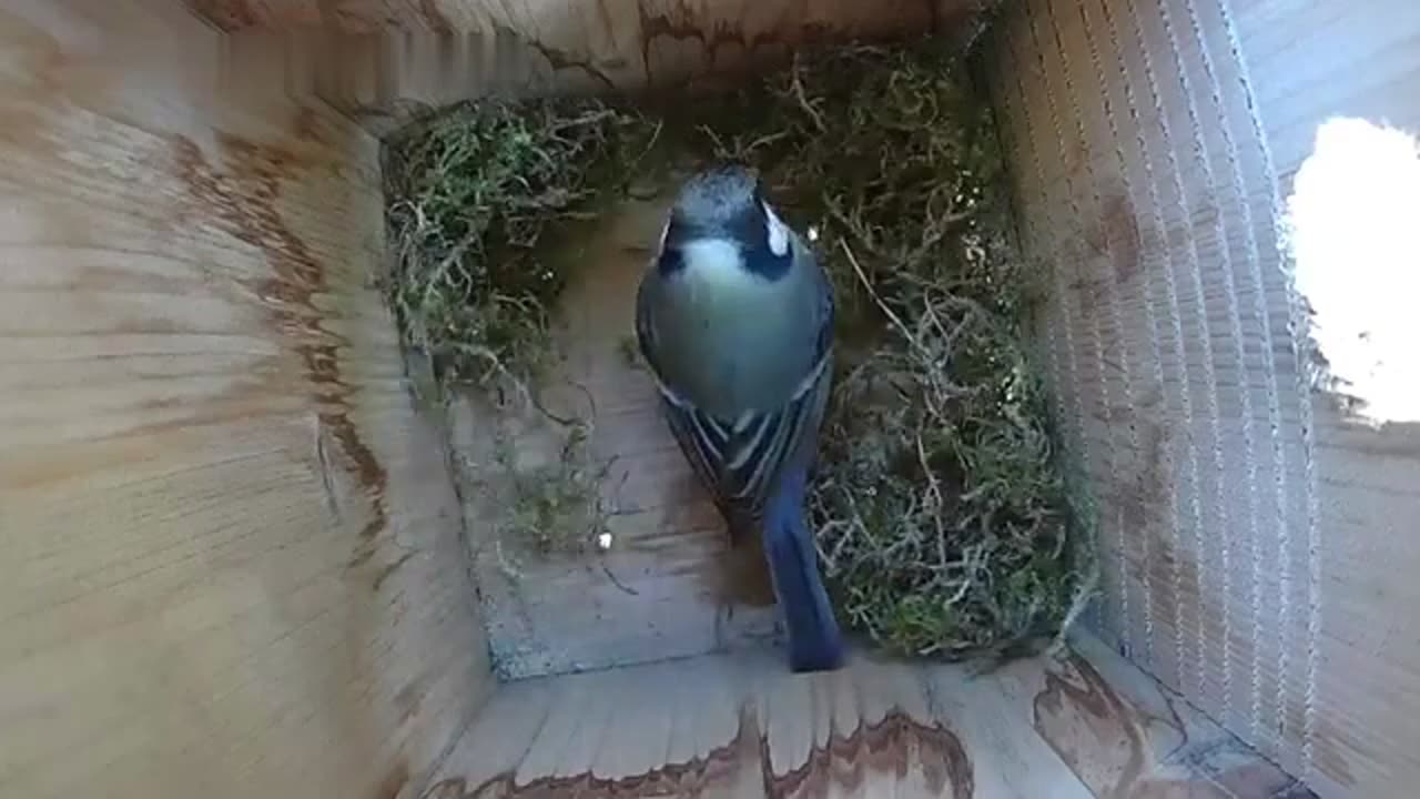 Great tit begins building nests in the nest box