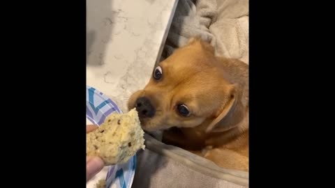 Cute Puppies and Silly Kittens Playing Together for the First Time 🐶🐱💞