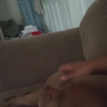 Lilly aka Lillian the 🐕🐶