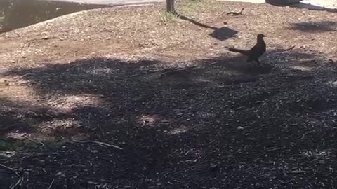 A bird drink from puddle.