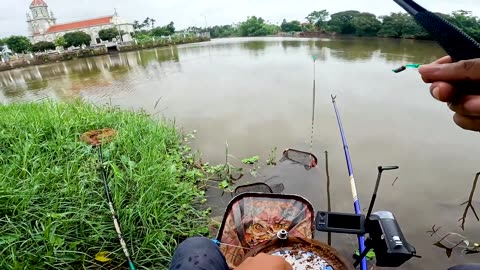 Bream Fly Casting in Lake Shore Reeds