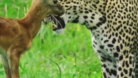 🦁 A Wild Friendship