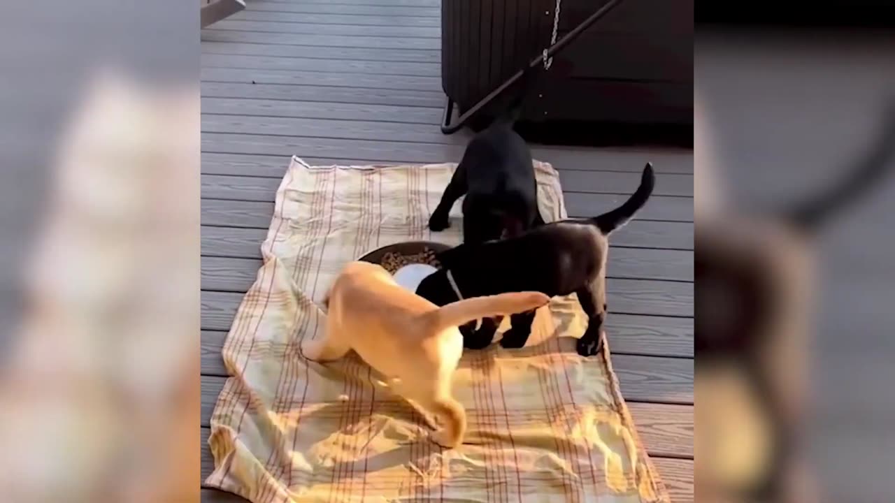 10 Minutes Laugh With Animal __ Funny Dog and Cat Moments