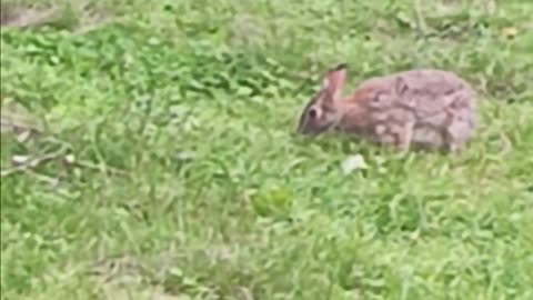 Rabbit 🐇