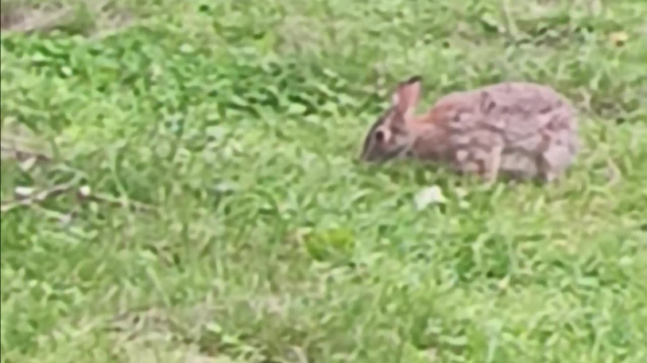Rabbit 🐇